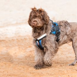 "Sierra" Portuguese Water Dog All Grown Up from Belladonna Farm Portuguese Water Dogs