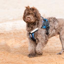 "Sierra" Portuguese Water Dog All Grown Up from Belladonna Farm Portuguese Water Dogs