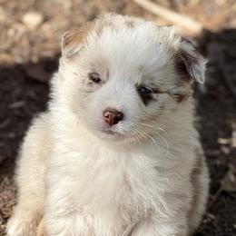 Neo - Red merle male Miniature Australian Shepherd puppy in Patterson, North Carolina from DreamLine Aussies