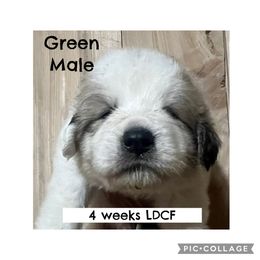 Boy Reaervation - White and badger male Great Pyrenees puppy in Gibsonia, Pennsylvania from Little Deer Creek Farm AKC Great Pyrenees
