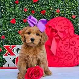 Rosie's Purple Girl - female Goldendoodle puppy in Kountze, Texas from Texas Doodles LLC