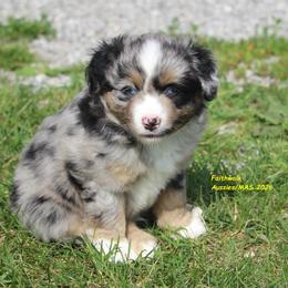 Lupin - Blue merle male Miniature American Shepherd puppy in Hillsdale, Michigan from Faithwalk Aussies and Mini American Shepherds