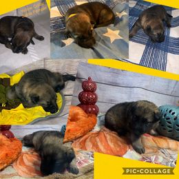 SVV'S LIEBE NYLA - German Shepherd puppy in Little Rock, Arkansas from Strahl Von Valor Shepherds