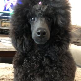JENNY - Poodle