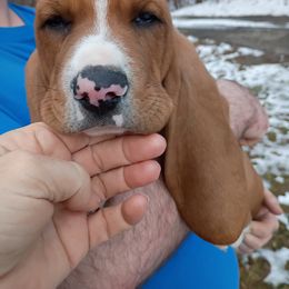 Wally - Brown and white male Basset Hound puppy in Imler, Pennsylvania from Happy Hounds