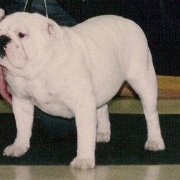 Bulldog All Grown Up from Mouser Bulldogs