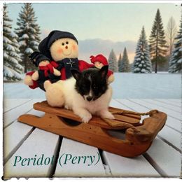 Perry - White and black male Shetland Sheepdog puppy in Minnesota from Sheltie Puppies