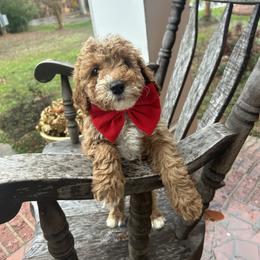 Camilo - Apricot male Goldendoodle puppy in Mint Hill, North Carolina from DoodleForever
