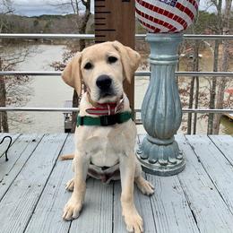 Labrador Retriever Puppies from Hero Labradors