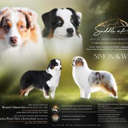 Australian Shepherd puppies from Saddle Peak Aussies