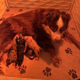 Toy Australian Shepherd puppies from Stellar Aussies
