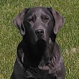 Dilute Retrievers and Labrador Retrievers from GT Labradors