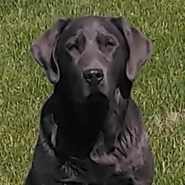 Dilute Retrievers and Labrador Retrievers from GT Labradors