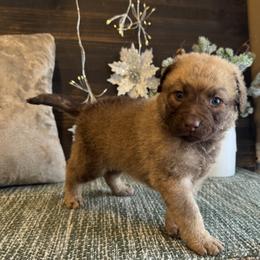 Chesapeake Bay Retriever puppies from North Wind Gundogs