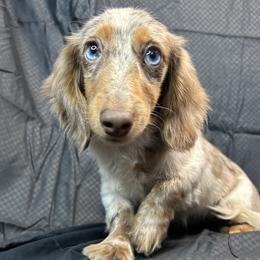Tiara - Dachshund