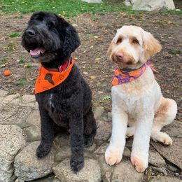 Australian Labradoodle Puppies from Forest Hill Labradoodles