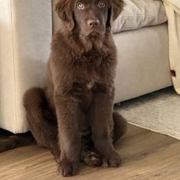 Newfoundland Puppies from Pete’s Newfies