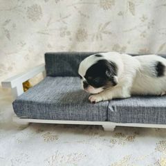 Boy 1  #11 - Black tan and white Japanese Chin puppy in Vernon, Connecticut from Chin Babies