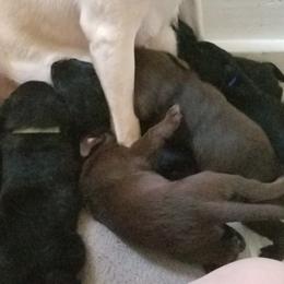 Labrador Retriever Puppies from Copper Creek Outfitters and Kennel