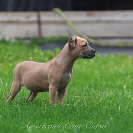 Fiorella - Gray and fawn female Cane Corso puppy in Cable, Ohio from Americana Cane Corso