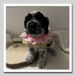 Dottie - Blue roan female Cocker Spaniel puppy in Texarkana, Texas from K&M Cocker Spaniels