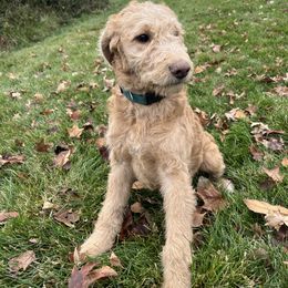 F1B ICA Ginger - Apricot female Pyredoodle puppy in Prescott, Washington from Washington Bernedoodles & Pyredoodles