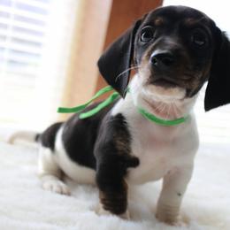 Green - Piebald male Dachshund puppy in Peebles, Ohio from Cave Valley Hounds