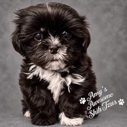 Austin (male) - Black and white male Shih Tzu puppy in Haines City, Florida from Amy’s Awesome Shih Tzus