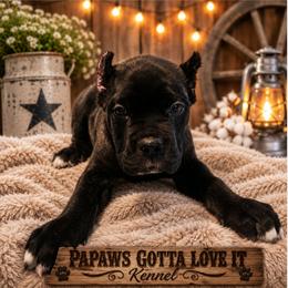 Echo - Black brindle male Cane Corso puppy in El Paso, Texas from PaPaws Gotta Love It Kennels