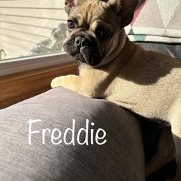 French Bulldog Puppies from Jolie Frenchies
