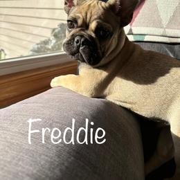 French Bulldog Puppies from Jolie Frenchies