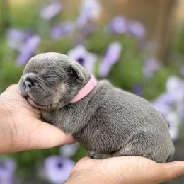 French Bulldog Puppies from Frenchies That