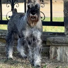 Maximus - Standard Schnauzer