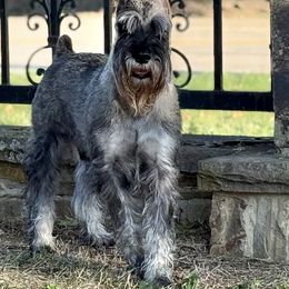 Maximus - Standard Schnauzer