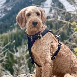 Goldendoodles from Britta's Goldendoodles