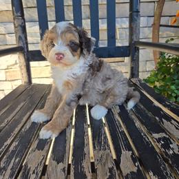 Rocky - Tri-color male Bernedoodle puppy in Holtwood, Pennsylvania from Country Ridge Puppies
