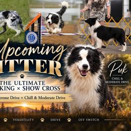 Border Collie puppies from Beyond Border Collies