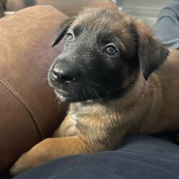 Sokka - Mahogany male xDutch Shepherd puppy in Chelsea, Alabama from Alliance K9