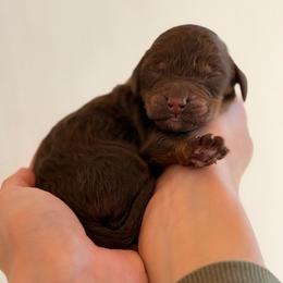 Stetson - Phantom male Poodle puppy in Hartwell, Georgia from Lake Hartwell Standard Poodles