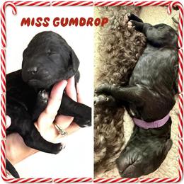 Miss Gumdrop - Black female Goldendoodle puppy in Millersville, Pennsylvania from Love at First Doodle