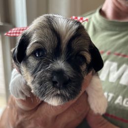 Meg (checkered ribbon) - Chocolate sable female Havanese puppy in Weston, Wisconsin from Tzedek Farm