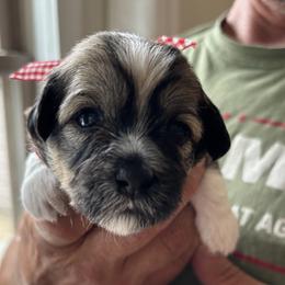 Meg (checkered ribbon) - Chocolate sable female Havanese puppy in Weston, Wisconsin from Tzedek Farm