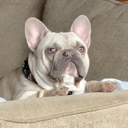 Finnley Grace - French Bulldog