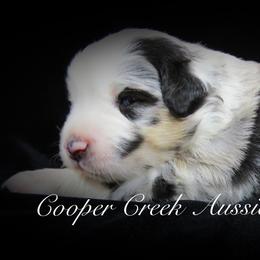 Miniature Australian Shepherd and Toy Australian Shepherd Puppies from Cooper Creek Aussies