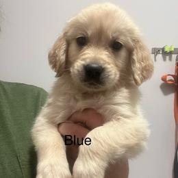 Blue male - Golden male Golden Retriever puppy in Jesup, Georgia from Painted Platinum Retrievers (Painted Platinum Kennel) PPK