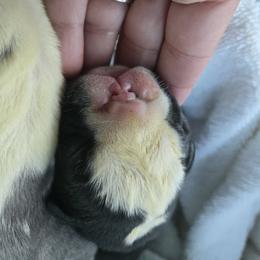 Bulldog puppies from Red Cloud Australian Shepherds and DeGray Great Danes & Bulldogs