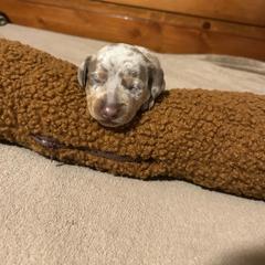 Tigger - Fawn (isabella) and tan male Dachshund puppy in Louisa, Kentucky from Mini Doxies of Eastern KY