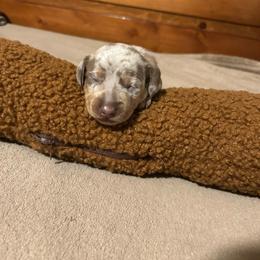 Tigger - Fawn (isabella) and tan male Dachshund puppy in Louisa, Kentucky from Mini Doxies of Eastern KY