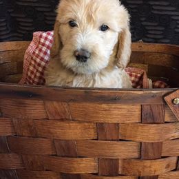 Labradoodle Puppies from Forevergreen Farm