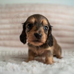 Canele - Cream female Dachshund puppy in Temecula, California from Naomi Magee's Dachshund Kennel